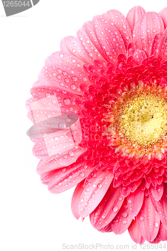 Image of Pink daisy-gerbera with water drops isolated on white