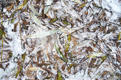 Image of Leaves with frost