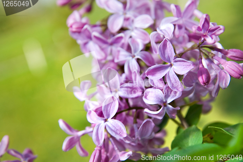 Image of Spring lilac flowers with leaves