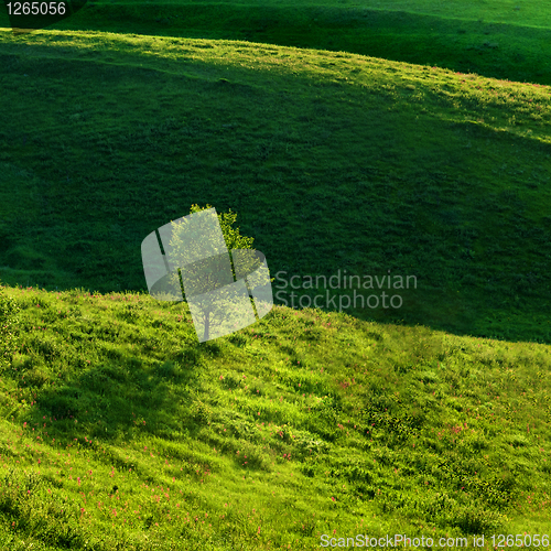 Image of Green meadow and tree