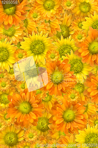 Image of Yellow flowers background