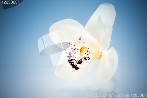 Image of white orchid on blue