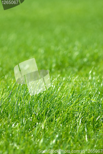 Image of green grass background