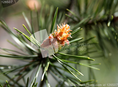 Image of Pine tree seed