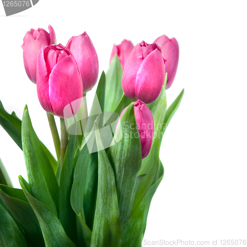 Image of close-up pink tulips isolated on white