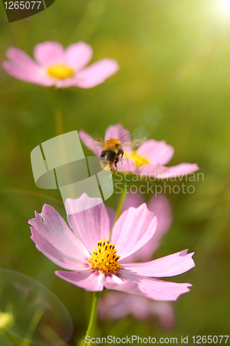 Image of flying bee over the flowers