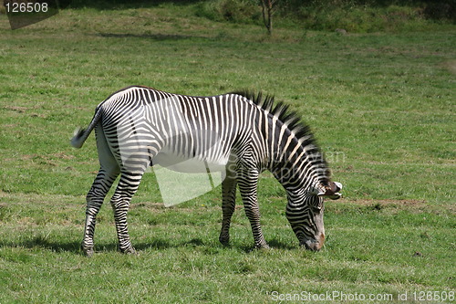 Image of Zebra