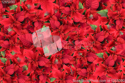 Image of christmas flower background