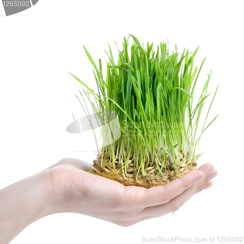 Image of human hand holding green grass on white