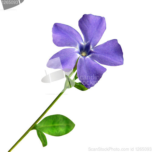 Image of small periwinkle isolated on white