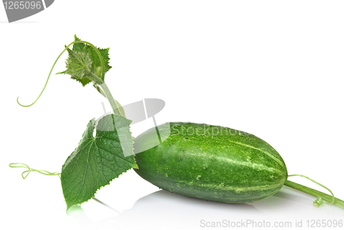 Image of green cucumber with leaves isolated on white