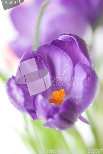 Image of crocus bouquet isolated on white, shallow dof