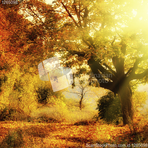 Image of autumn forest with sun beam
