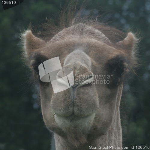 Image of Camel