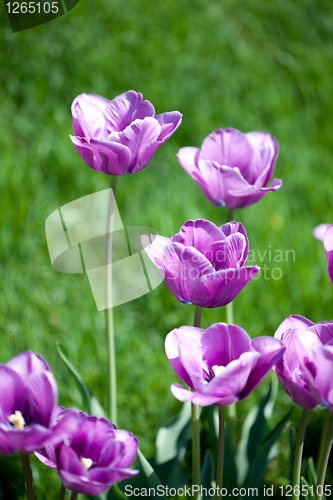 Image of Beautiful pink tulips in garden