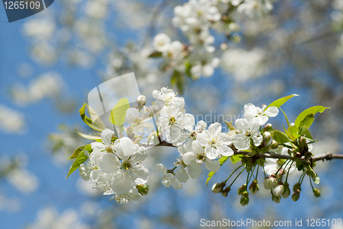 Image of spring blossom of apple tree against blue sky