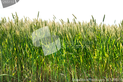 Image of green wheat isolated on white