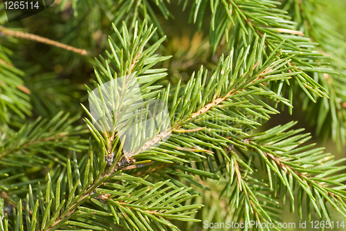 Image of branch of green christmas tree