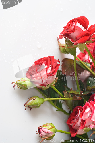 Image of red rose bouquet on white