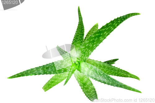 Image of close-up photo of green aloe vera isolated on white