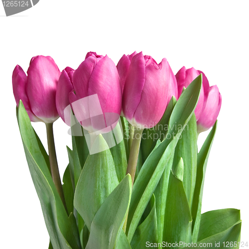 Image of close-up pink tulips isolated on white