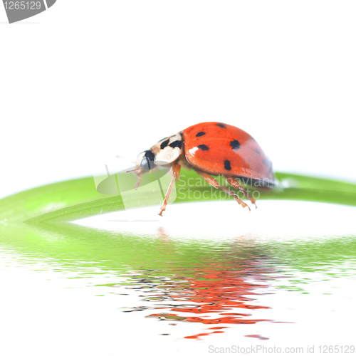 Image of red ladybug on green grass isolated on white