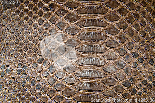 Image of brown crocodile texture