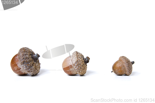 Image of acorns isolated on white