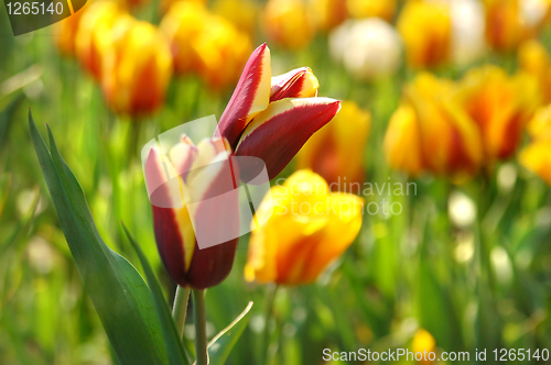 Image of Beautiful red with yellow tulips in garden