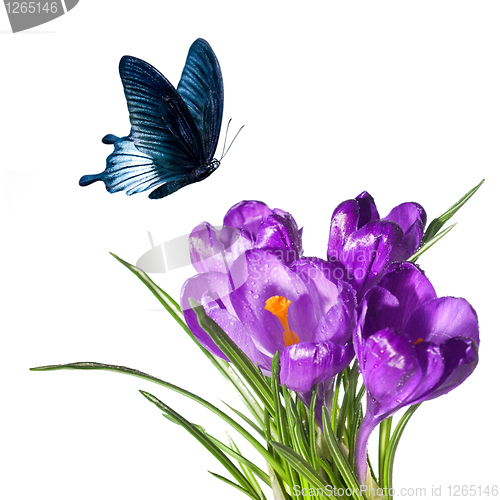 Image of crocus bouquet with butterfly isolated on white