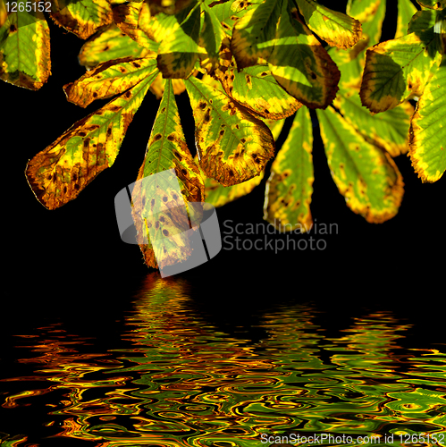 Image of autumn chestnut leaves isolated on black with reflection