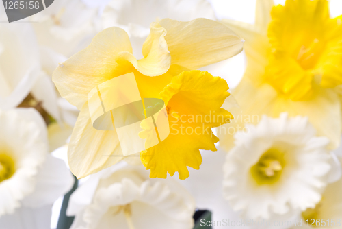 Image of bouquet from white and yellow narcissus