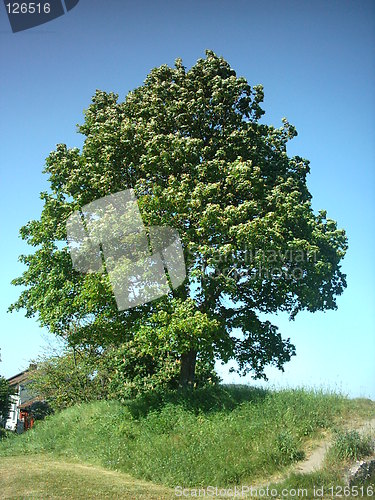 Image of Big Tree