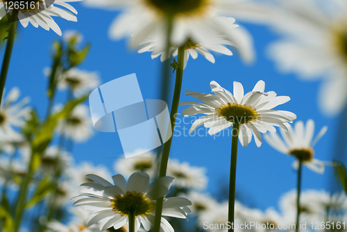 Image of white chamomiles against blue sky