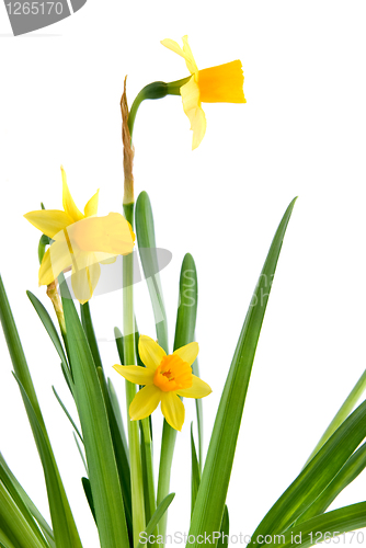 Image of narcissus isolated on white