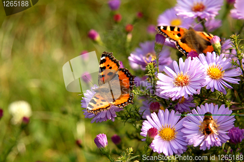 Image of butterfly on flowers