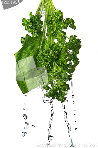Image of water drops on green spinach and parsley isolated on white