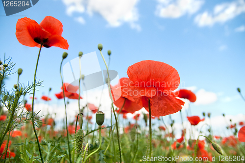 Image of poppy against blue sky