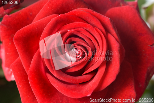 Image of close up photo of red rose