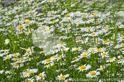 Image of white chamomiles on green sunny meadow