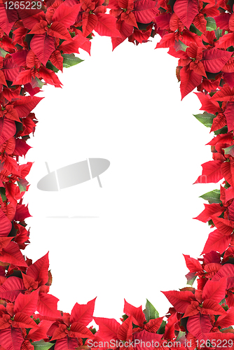 Image of christmas frame from poinsettias isolated on white