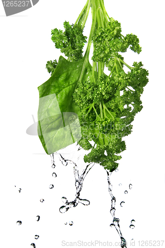 Image of water drops on green spinach and parsley isolated on white