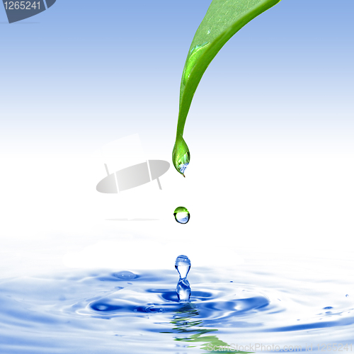 Image of green leaf with water drop ans splash isolated o white