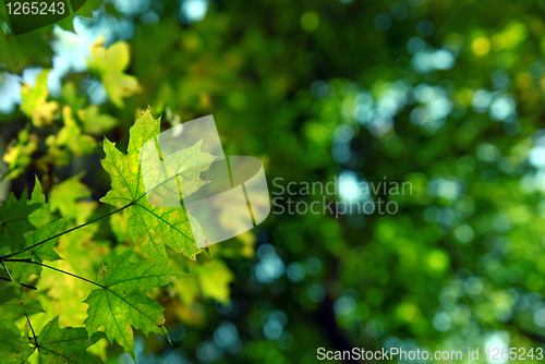 Image of green autumn leaves