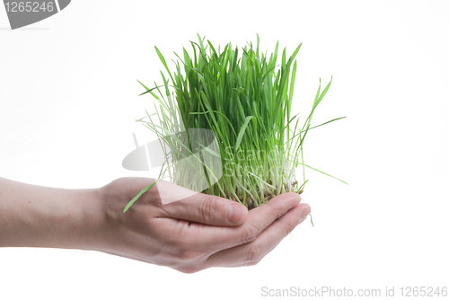 Image of human hand holding green grass on white