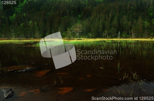 Image of Tree