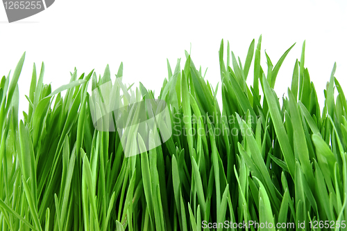 Image of close-up green grass isolated on white