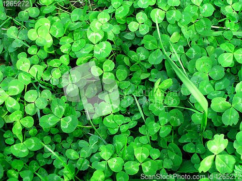 Image of background of green clover