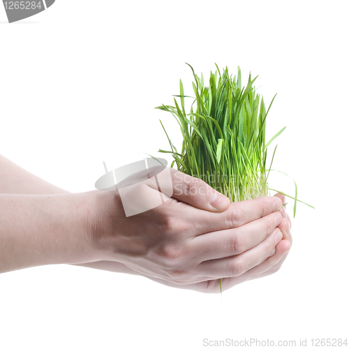 Image of human hand holding green grass on white