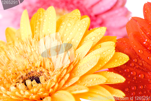Image of Close up pink daisy-gerbera with water drops